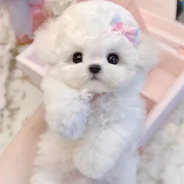 比熊娃娃脸大眼睛韩系比熊泰迪马尔济斯泰迪熊家养宠物狗小型犬