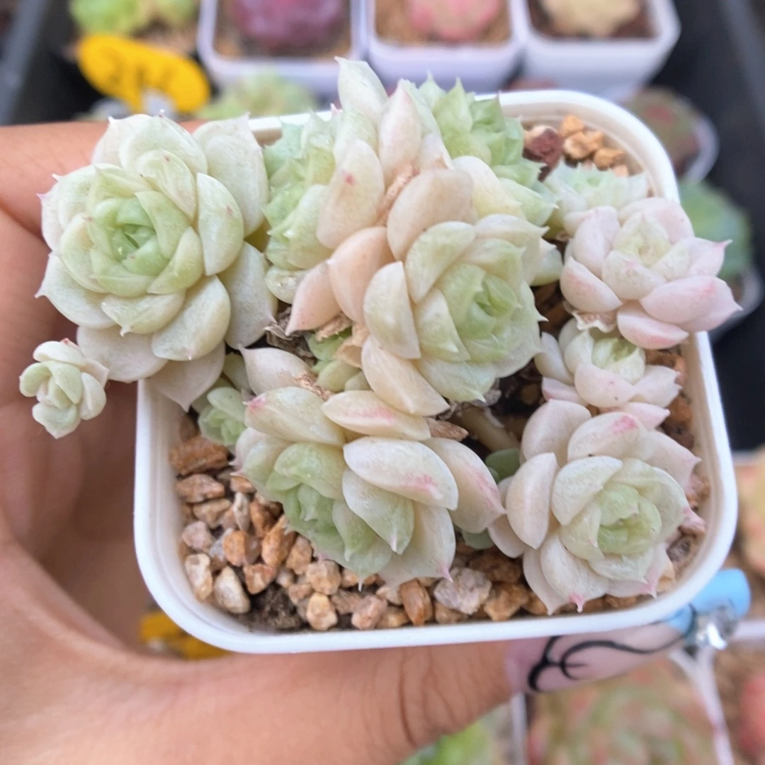 朵朵麦秆群生856号。