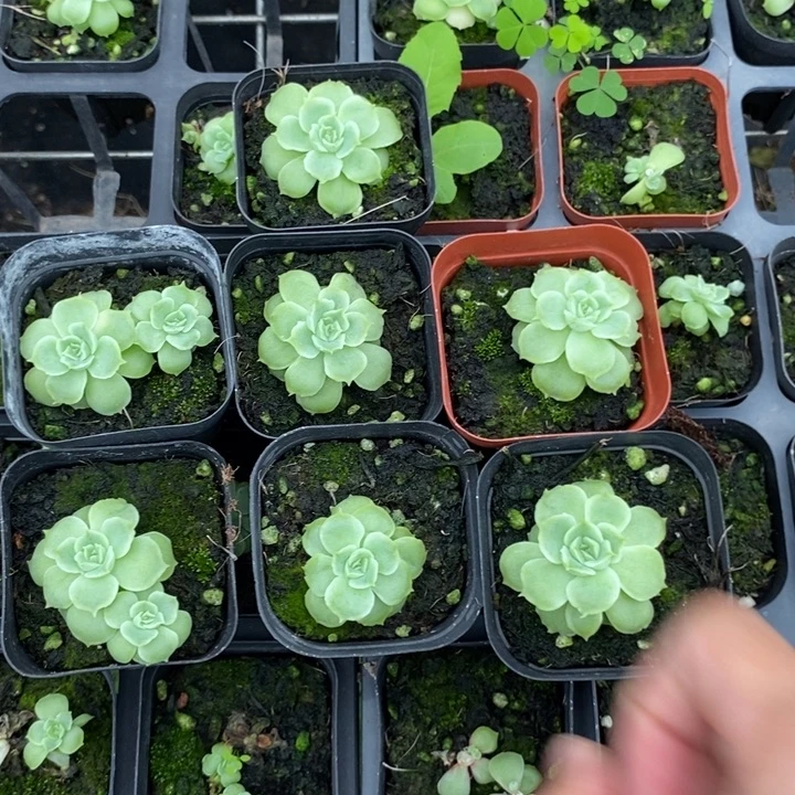 上盆虾饺一个量拍