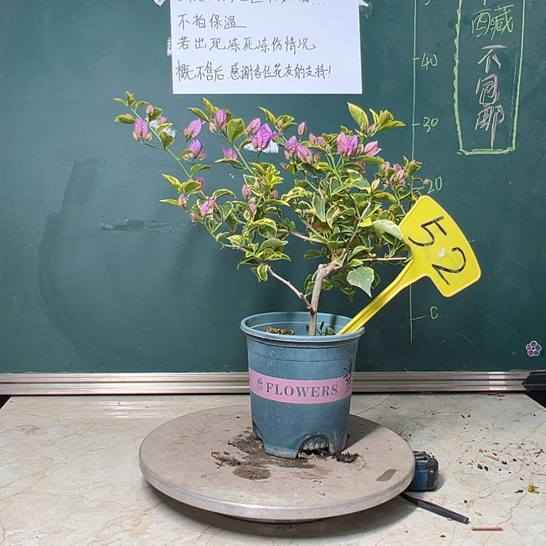 完全开放金边浅紫 52