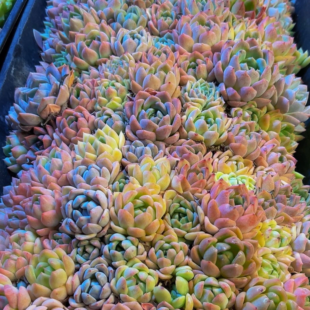 460的人都在用这个词了