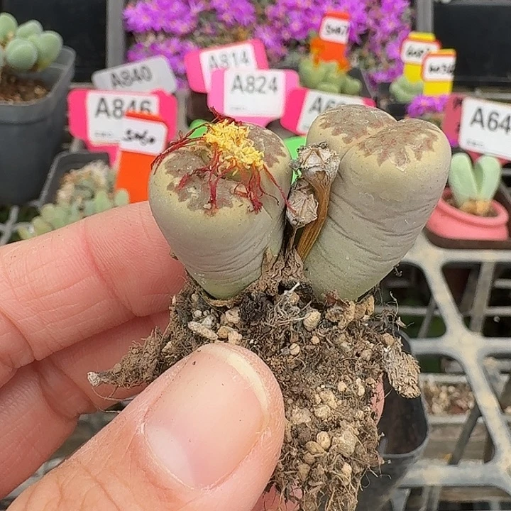 密密麻麻密密麻麻633