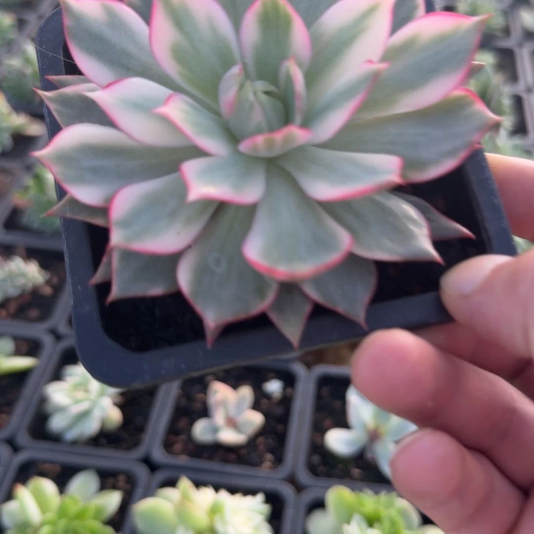 宝莲灯锦多肉锦植物