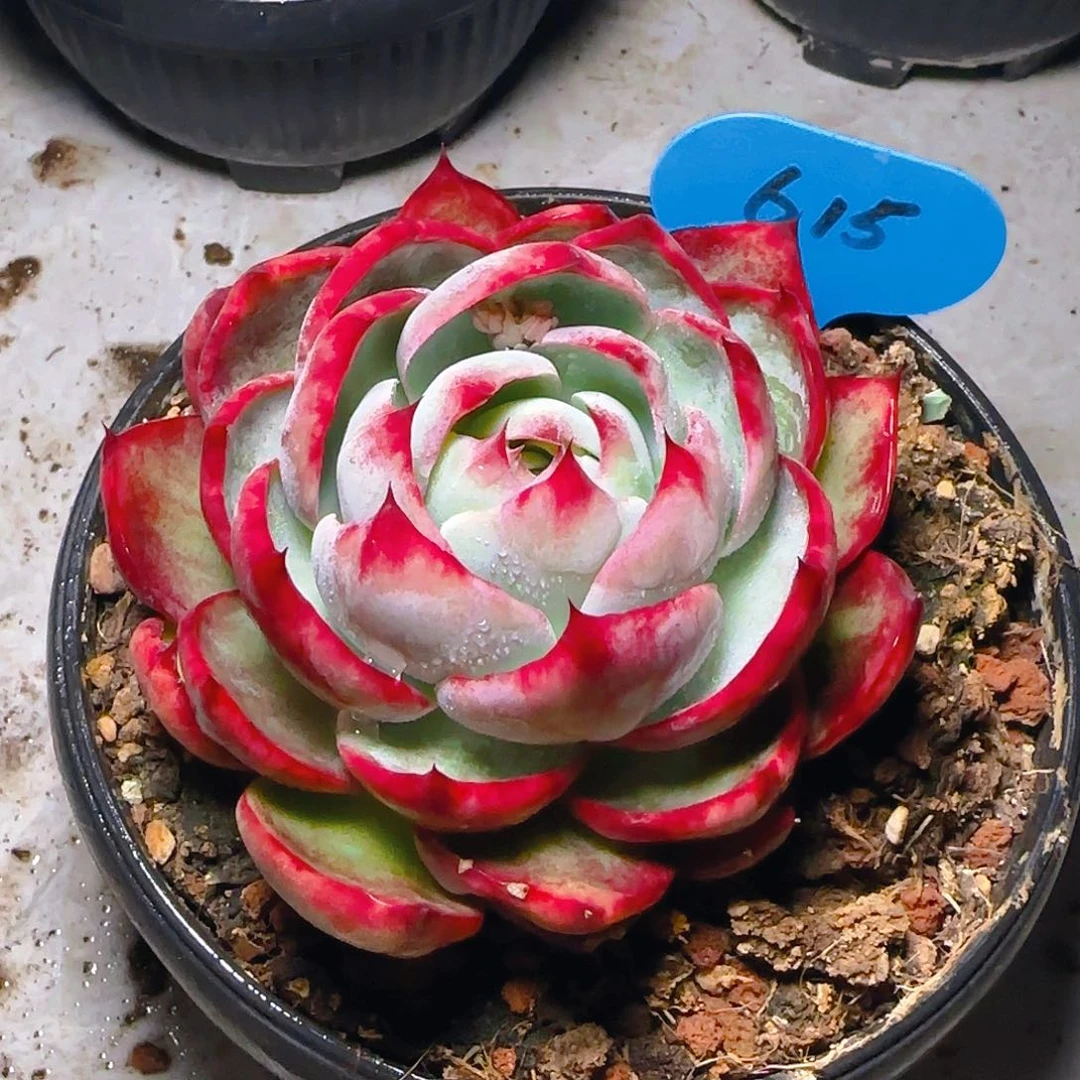 Q**比惊鸿仙子一物一拍615号