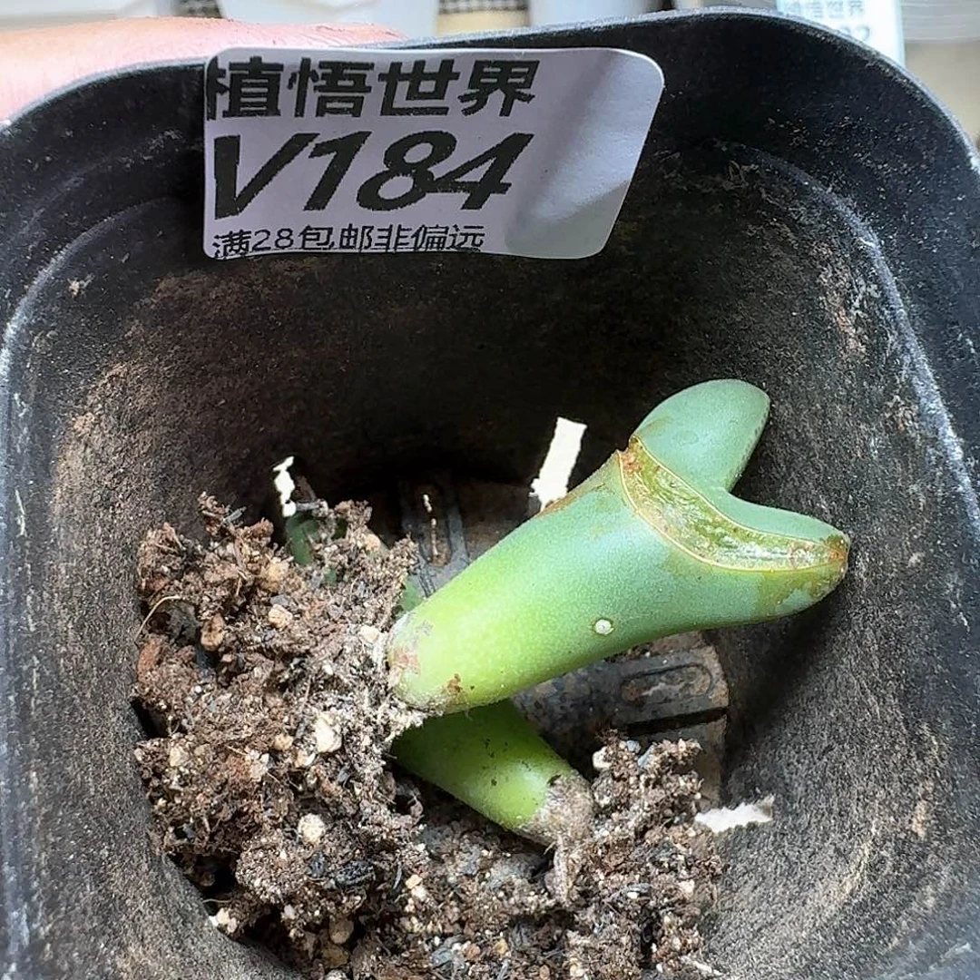 多肉植物的润泽dvb