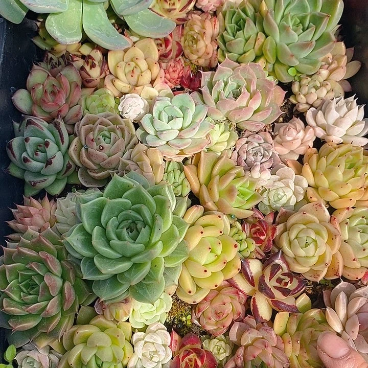 130 多肉植物盆栽花卉植物