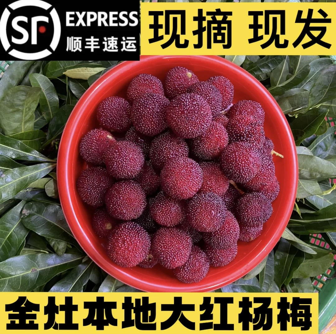 金玉卿姑 金灶本地新鲜大红杨梅当季水果顺丰包邮2/4/8斤
