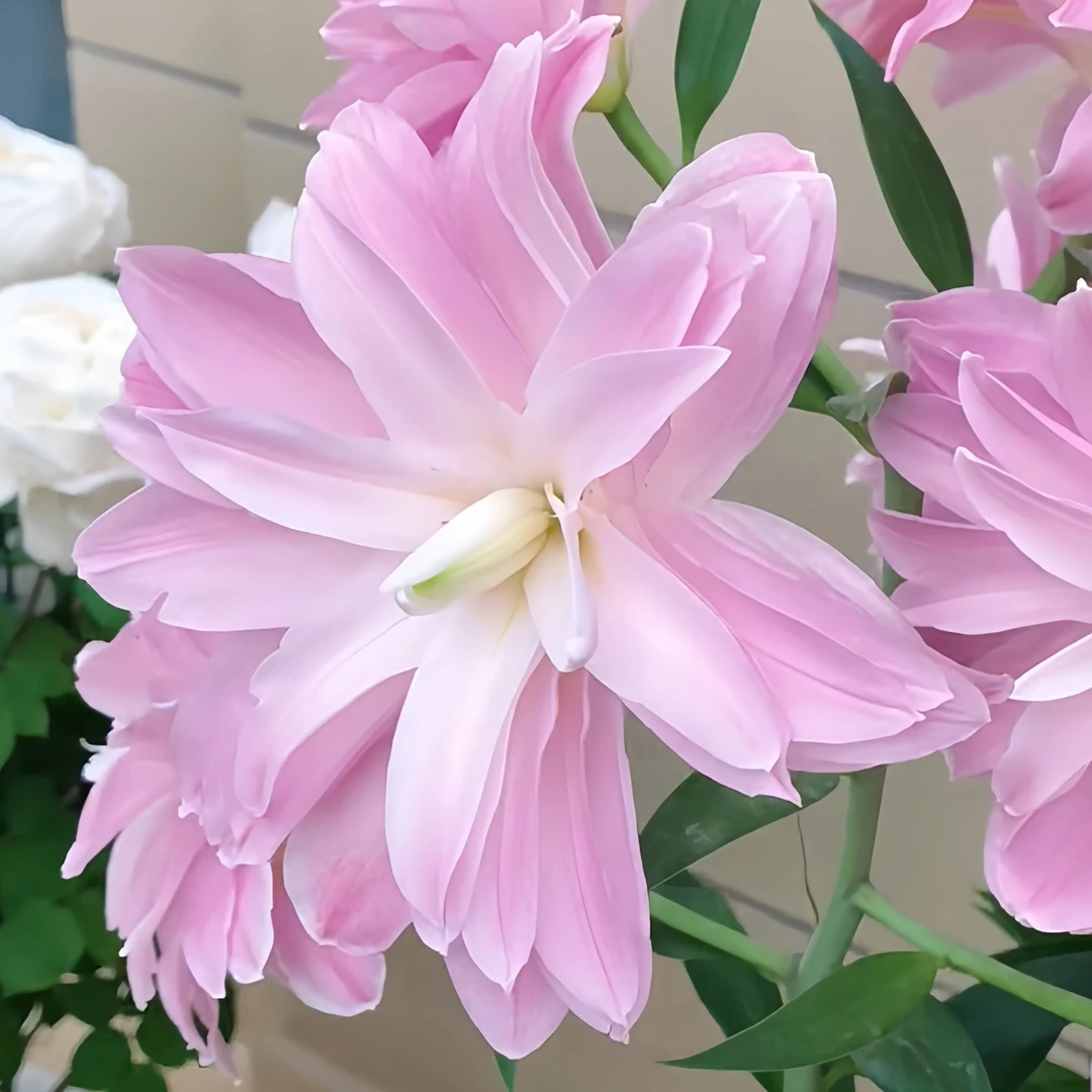 【莲花微风】18/20  莲花系列重瓣百合种球荷兰进口多年生盆栽地栽