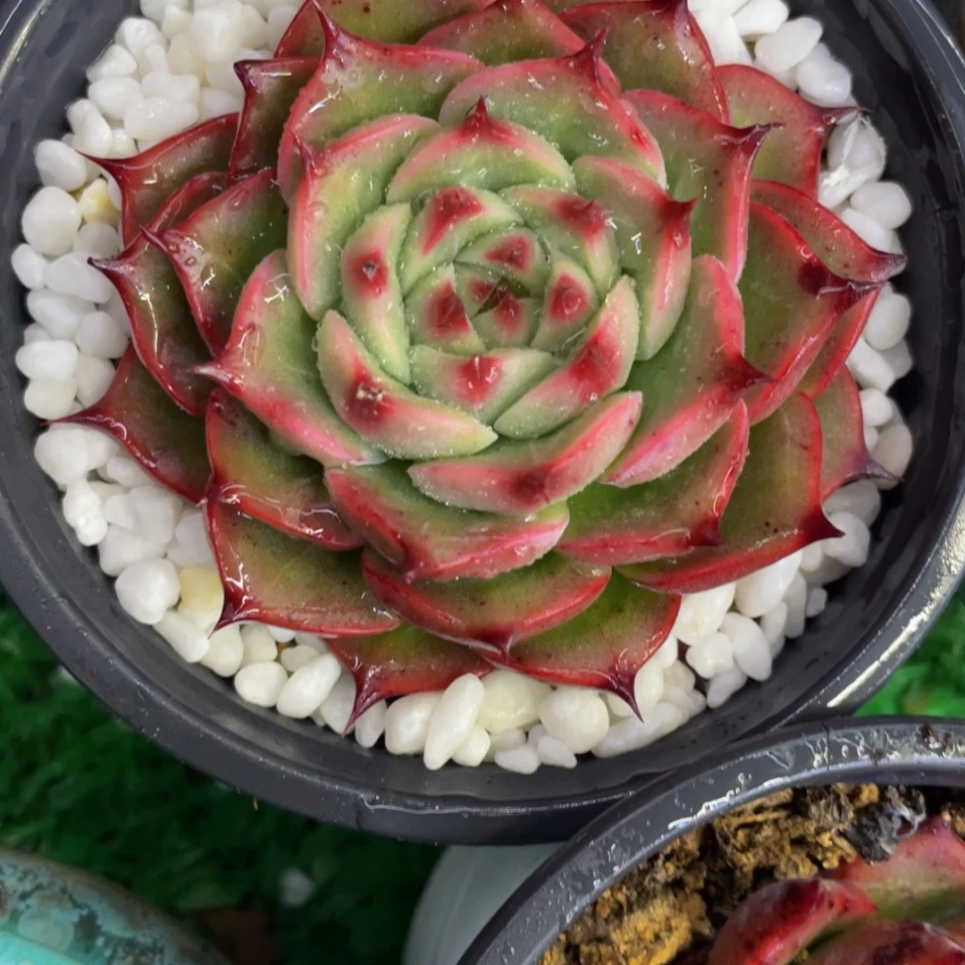 白***白多肉植物盆栽多肉植物