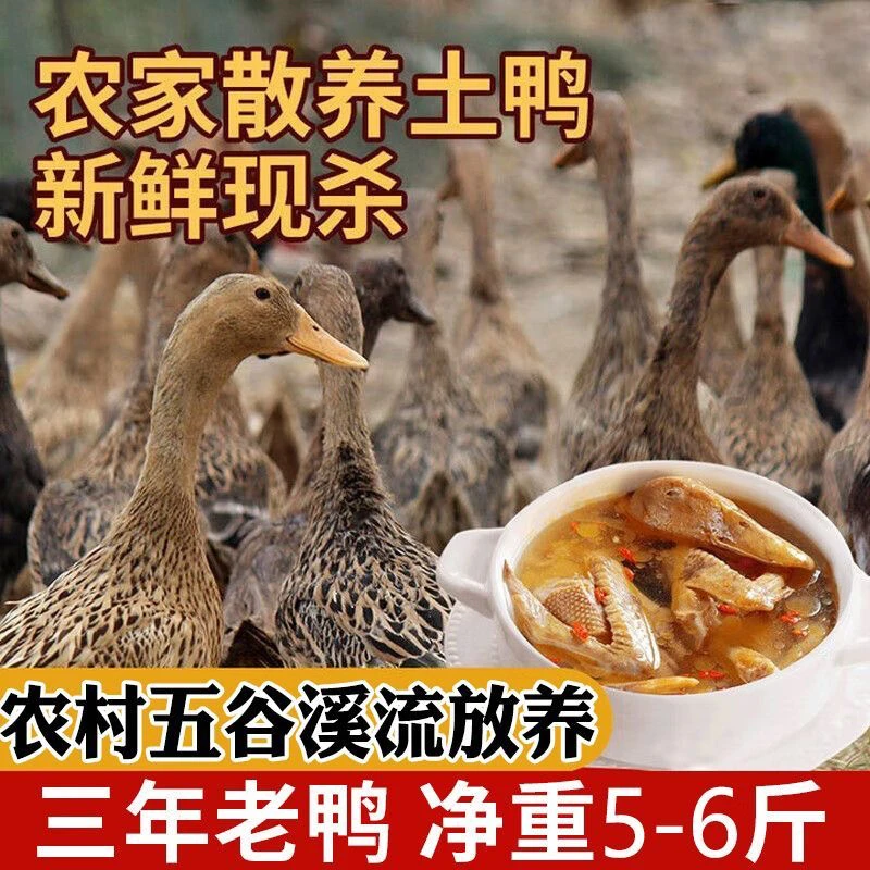 广西散养新鲜现杀300天麻鸭（黄皮红肉-不带内脏）每只净重4斤以上