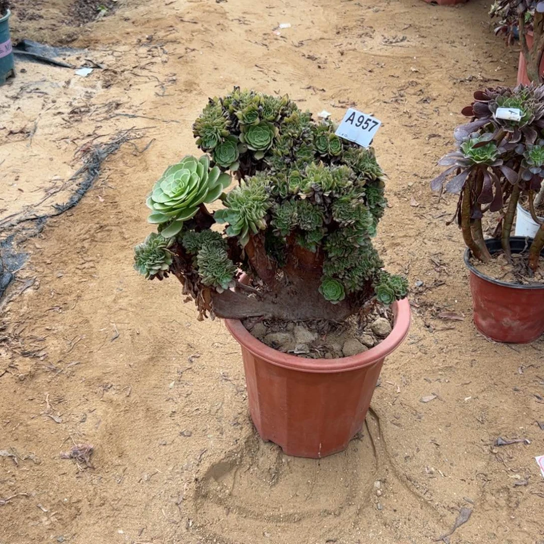 万朵有伤957满28包邮