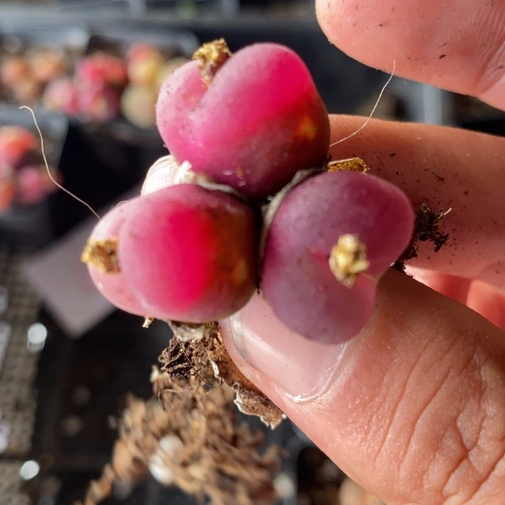 2629一颗一颗一颗