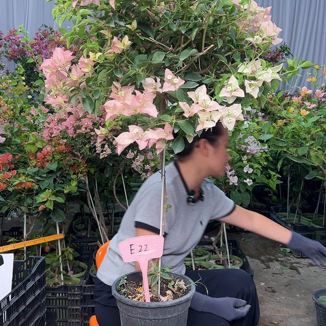 静***听当前无花栽培后可以开花E22卡雅塔