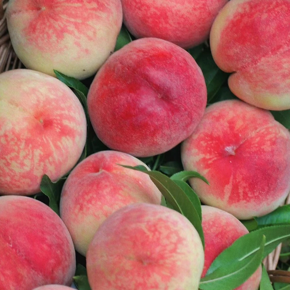 【省内北京九号】秦安核心产区高山水蜜桃蜜桃坏果包赔