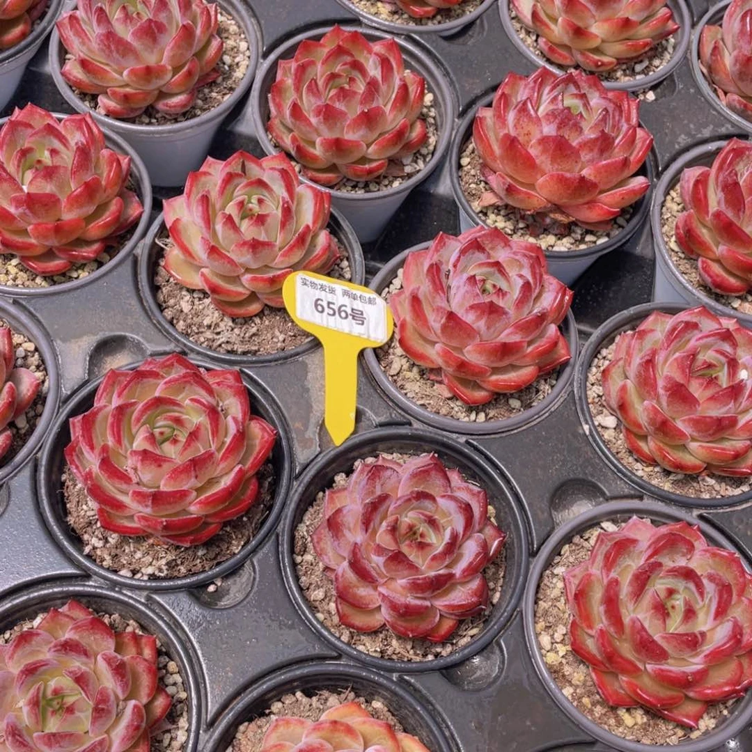 656号 宽叶全状态夜魔侠母本大单头一个