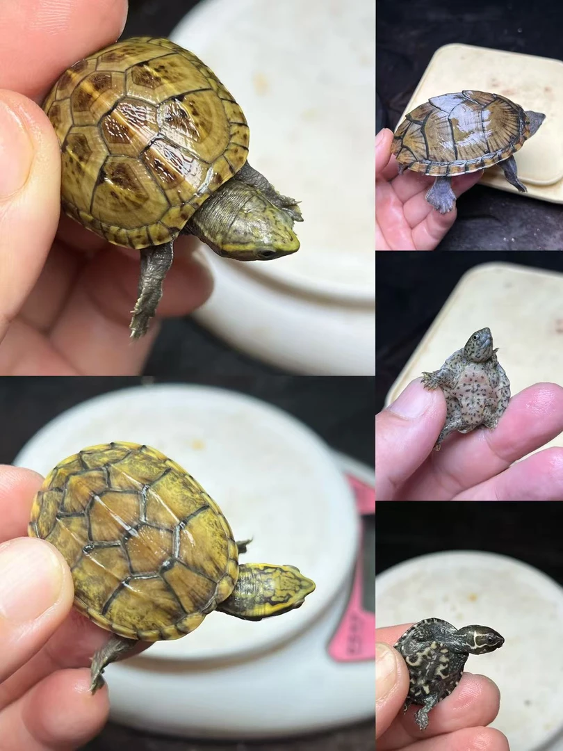 龟活体观赏小乌龟适合家养的宠物龟