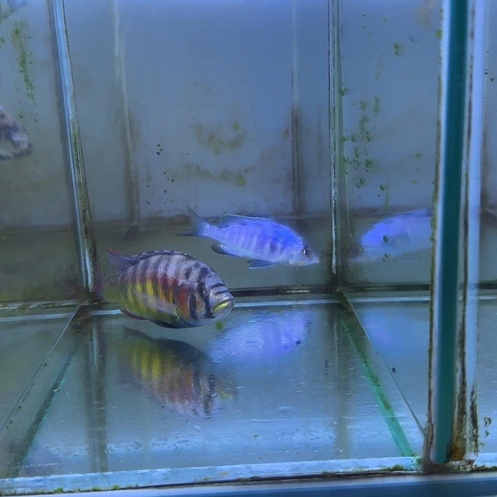 ****海水鱼75号1111111