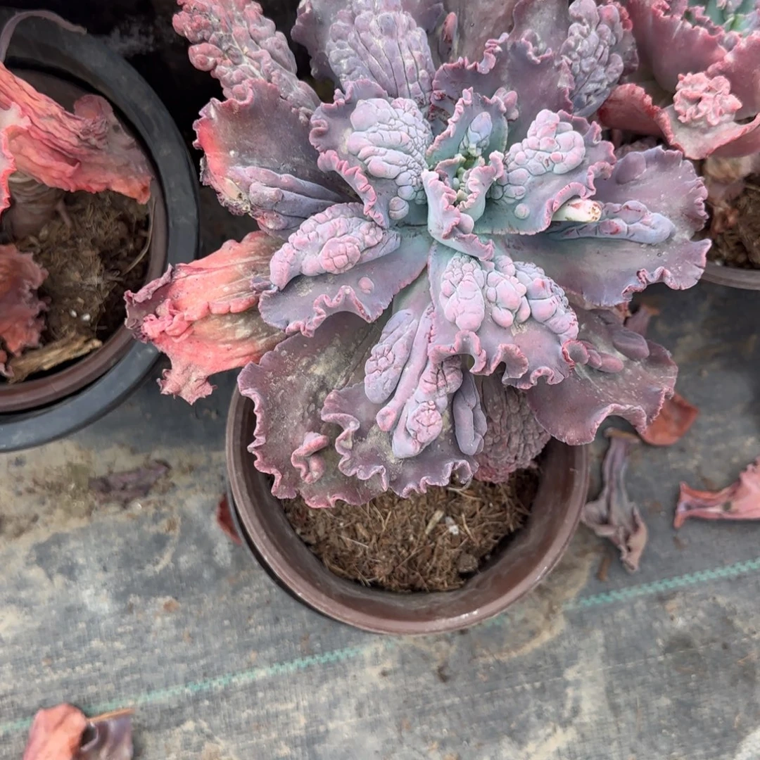 草****无花朵狂野男爵大单头