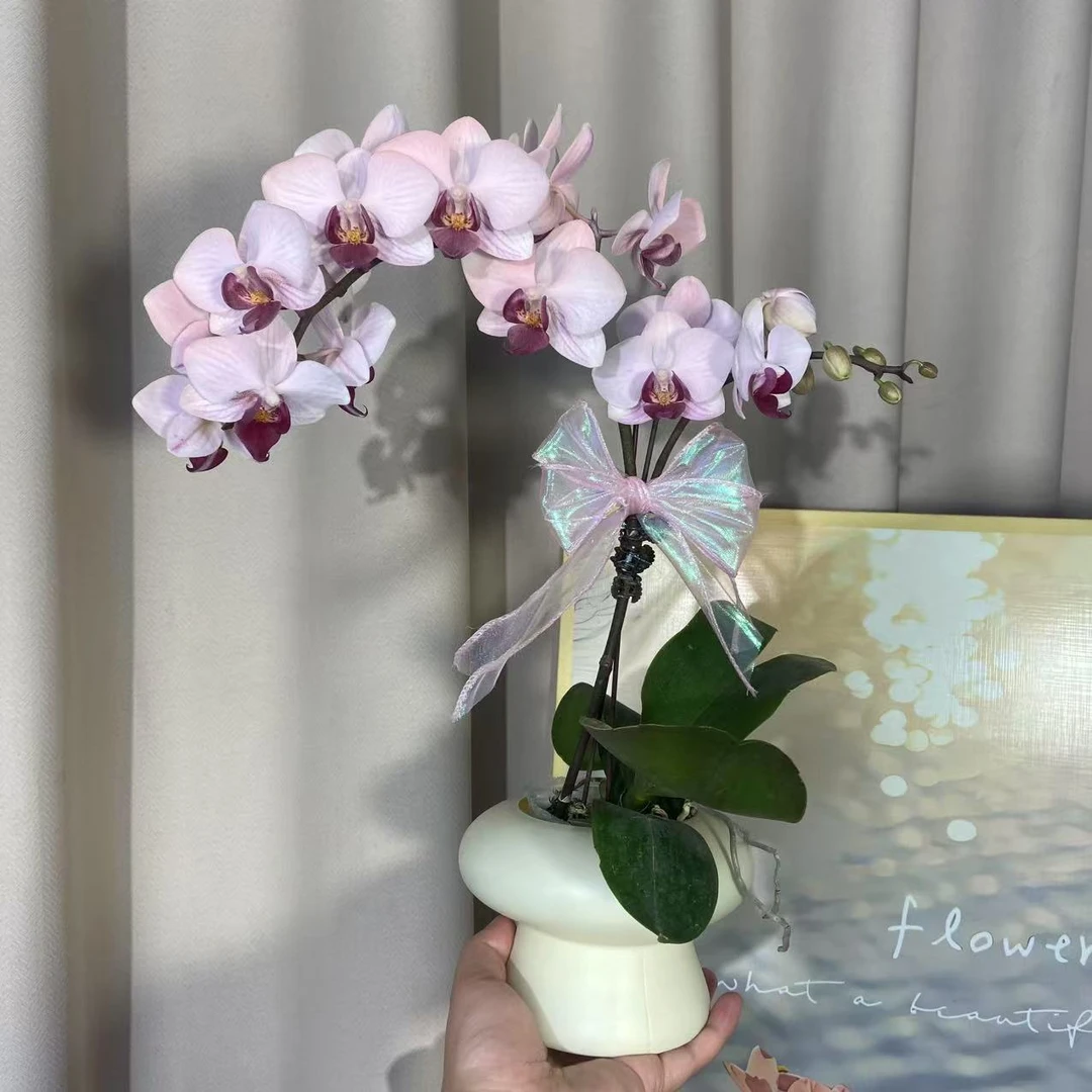 蝴蝶兰（貂蝉）单苗单花剑 优雅精致鲜花室内花好养活