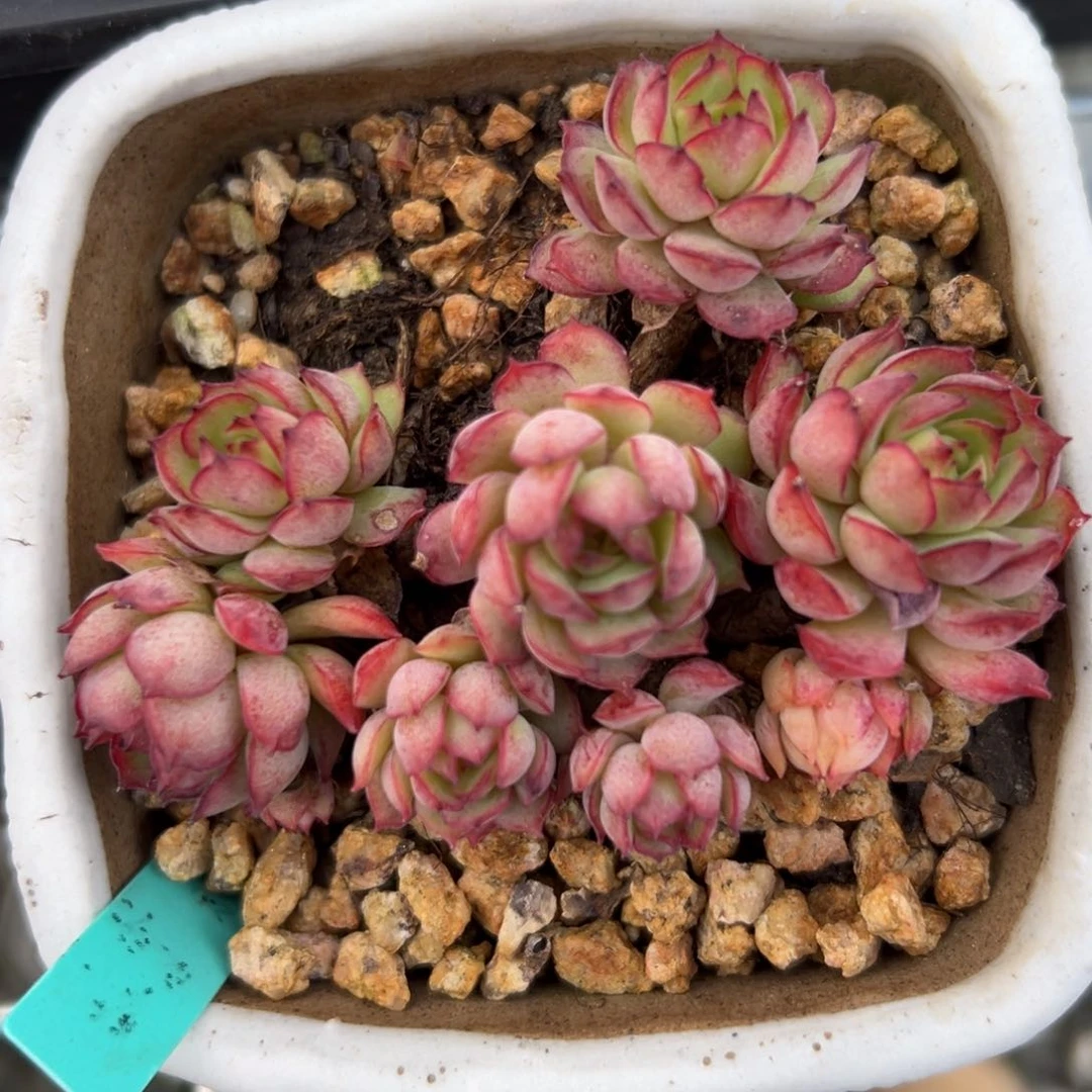 梦幻玫瑰精控多肉一物一拍