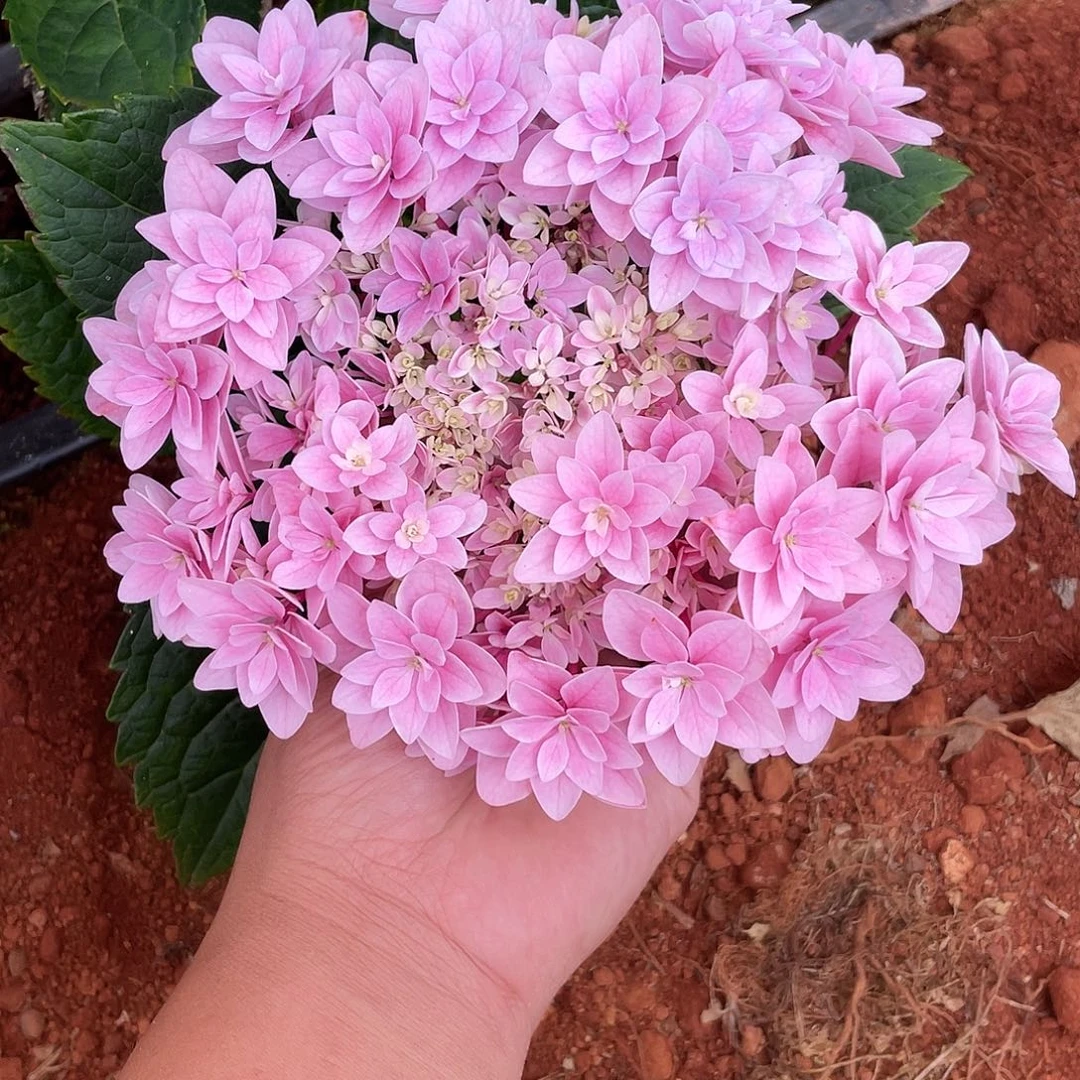 绣球切花一物一拍3枝起包邮，36