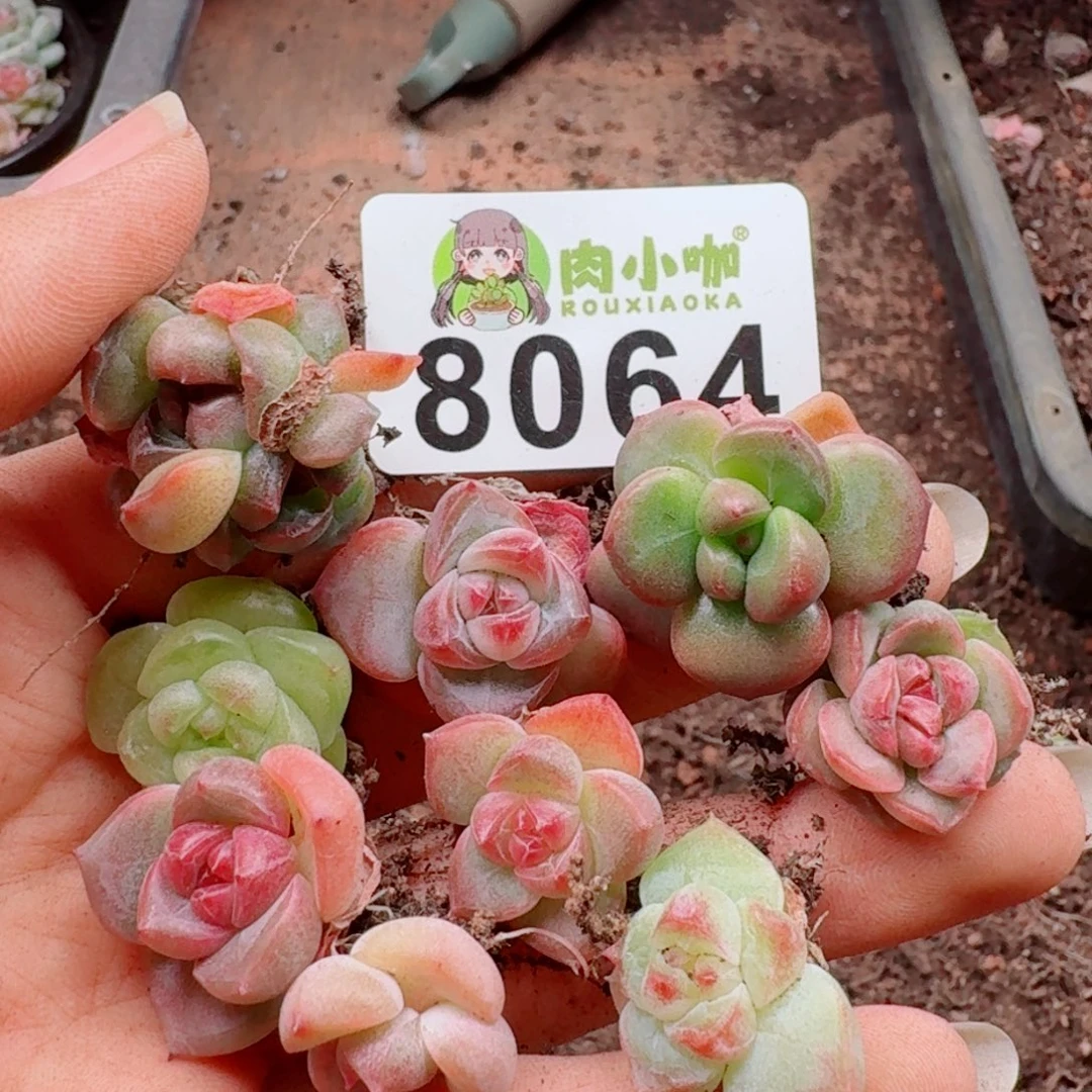 多肉植物多肉植物