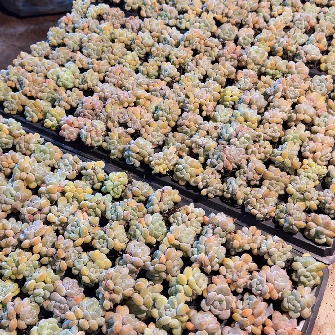 多头奶油葡萄15颗福利