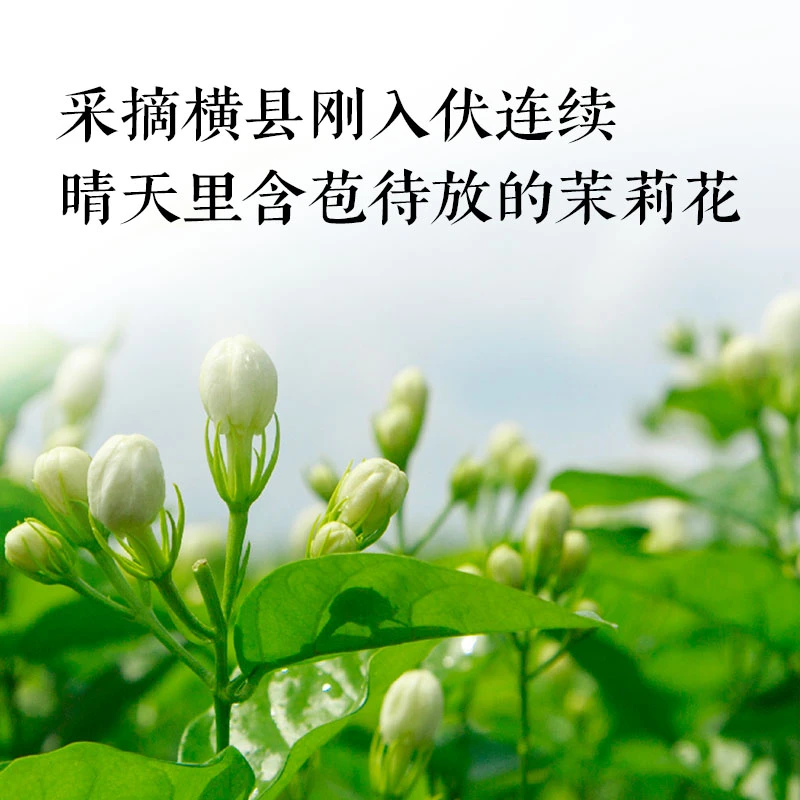 平仄 猎茶师-【茉莉花茶】广西横县茉莉花7窨一提工艺100g/盒