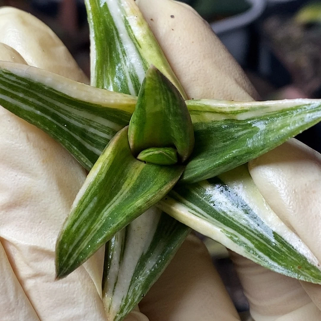 不带盆脱土裸根发货