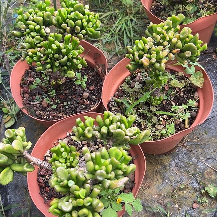 可***然多肉植物实物直播实物38