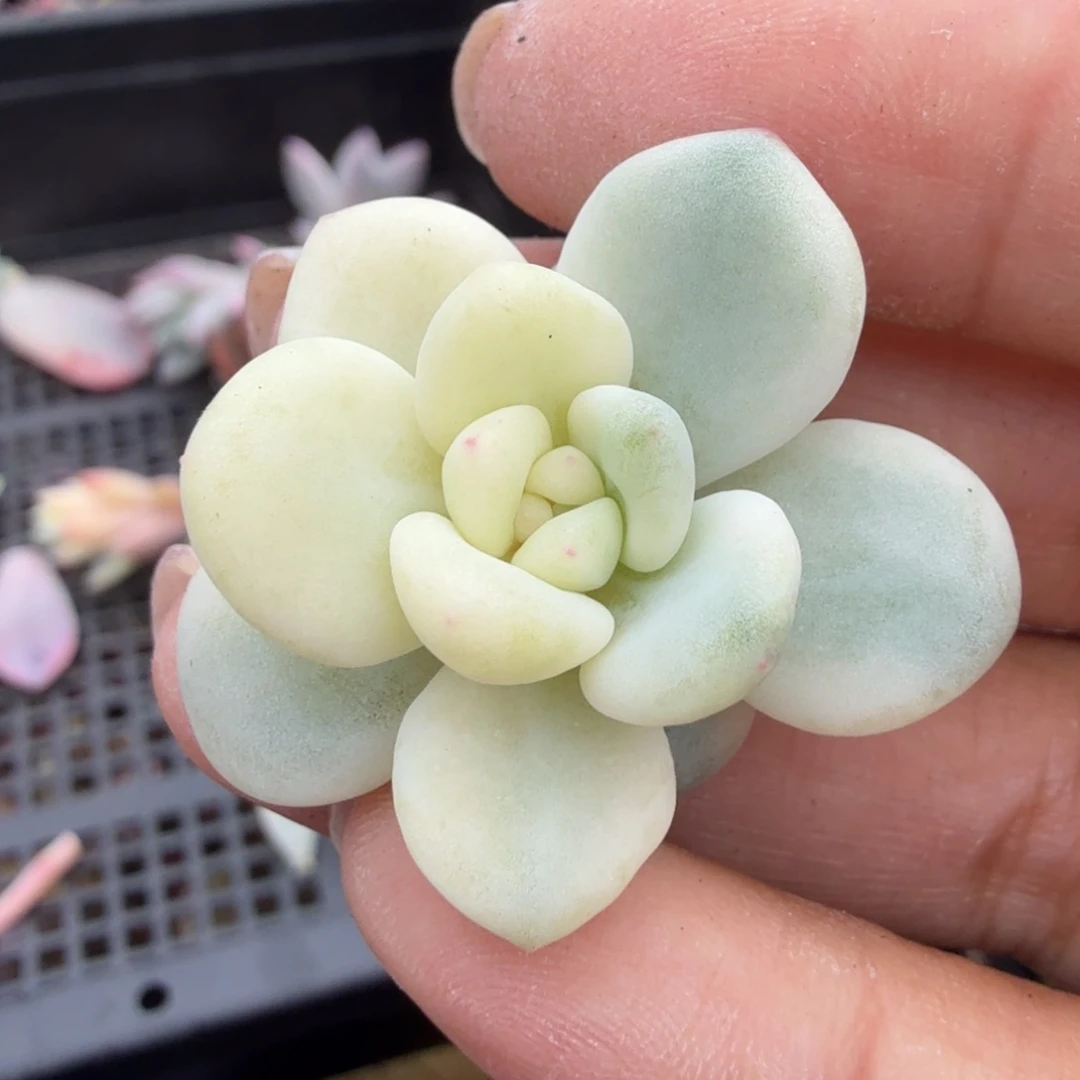 白马锦潜力股无根一刻