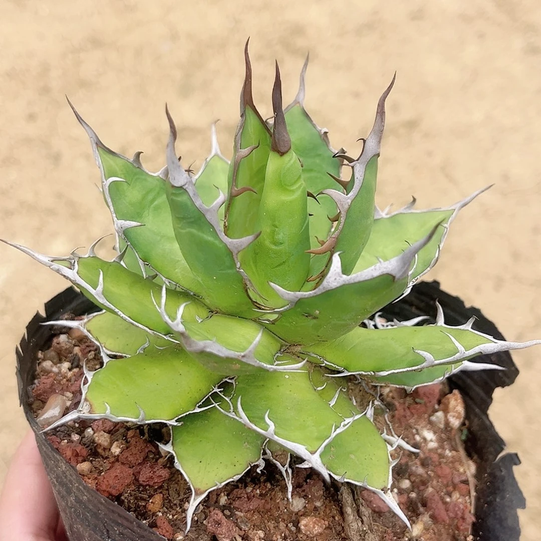 多肉植物霍利达龙舌兰脱土