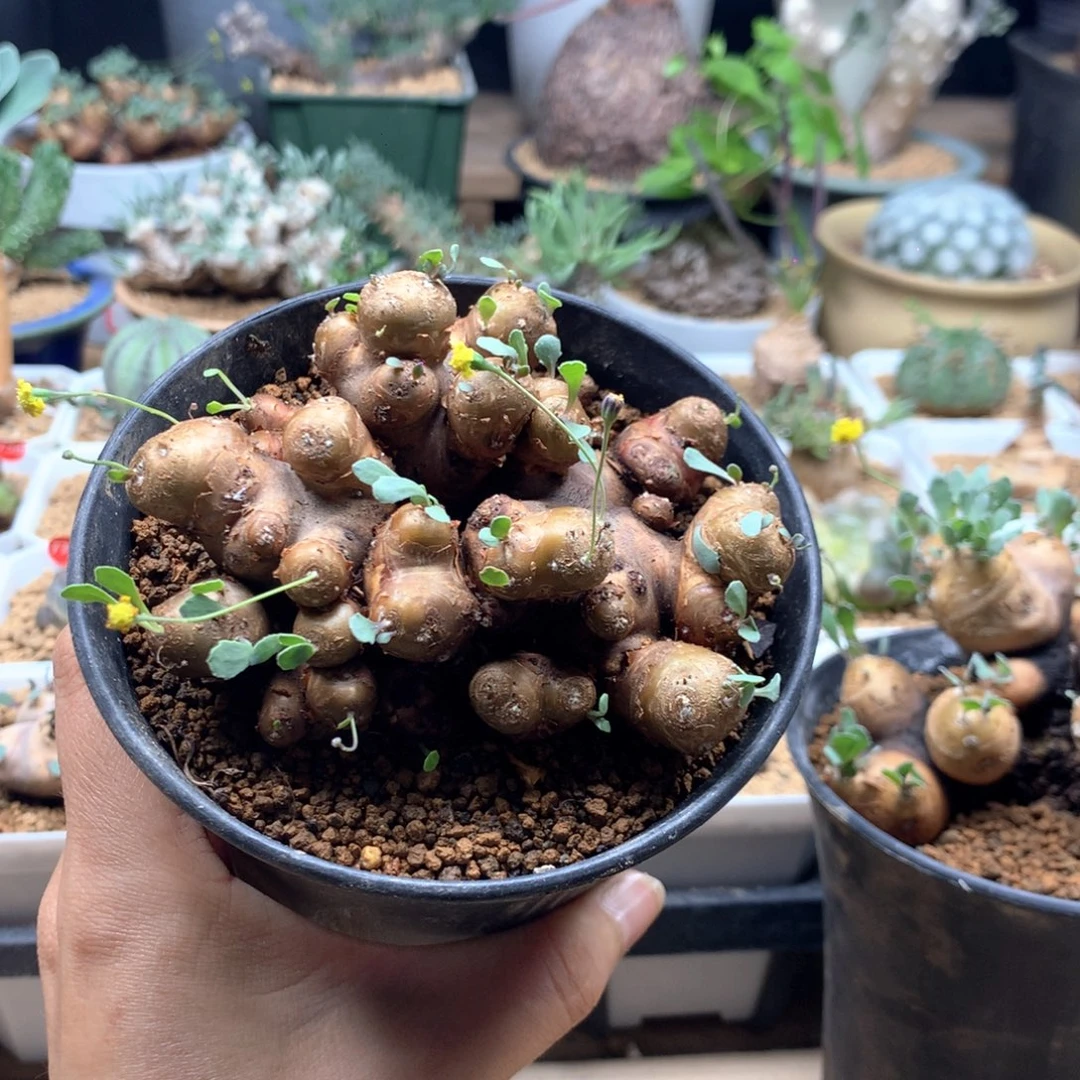 产地格加厚敦菊带盆