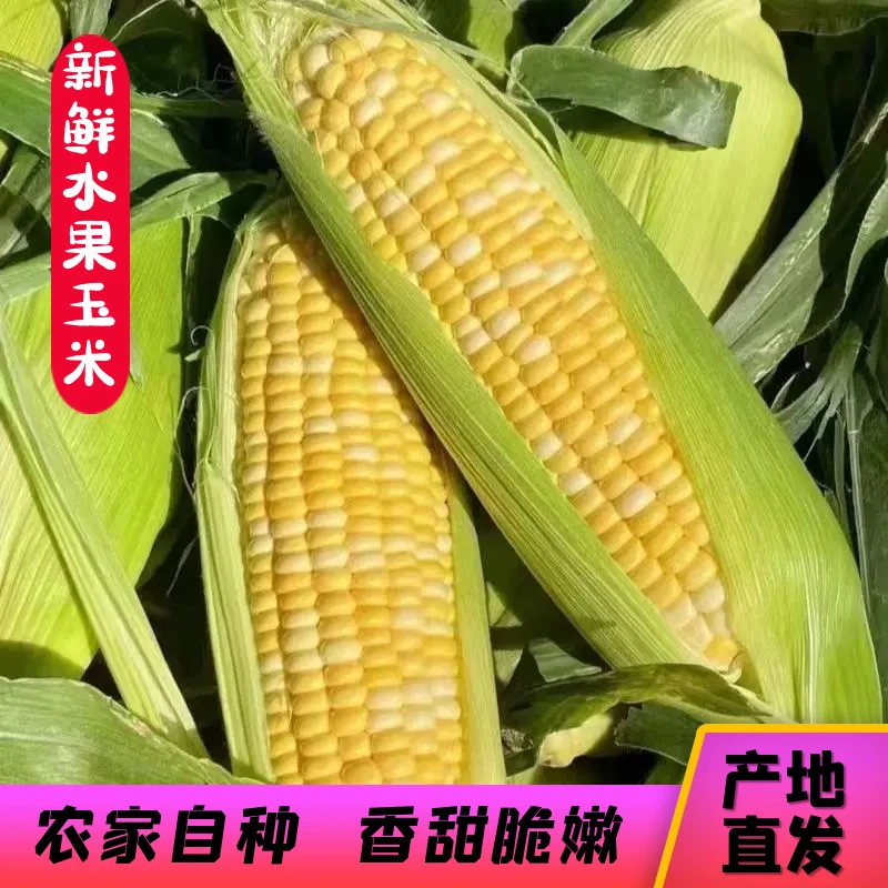云南新鲜水果玉米甜玉米嫩玉米5/9斤整箱金银水果玉米