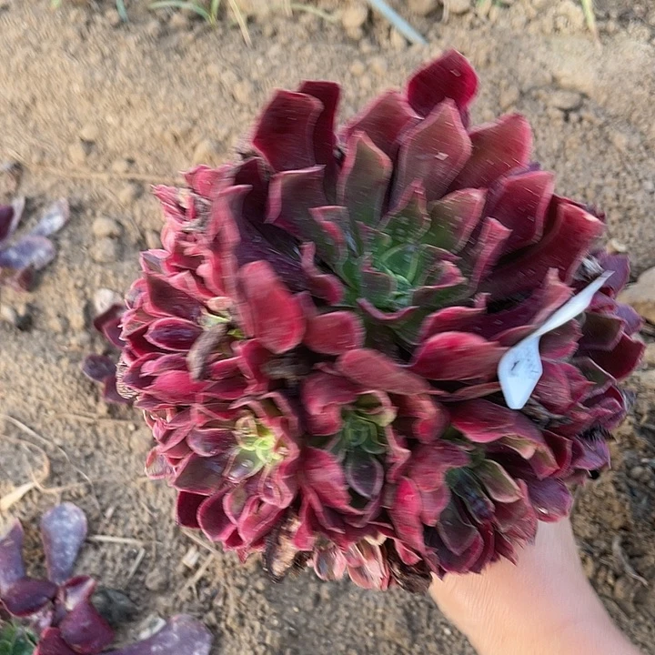 244金丝雀无根西棚