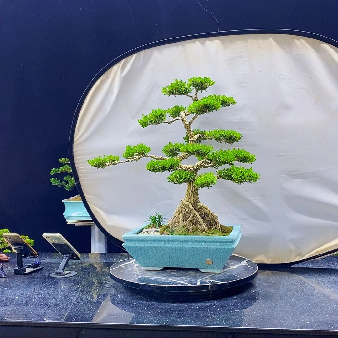 无花朵黄杨盆景造型