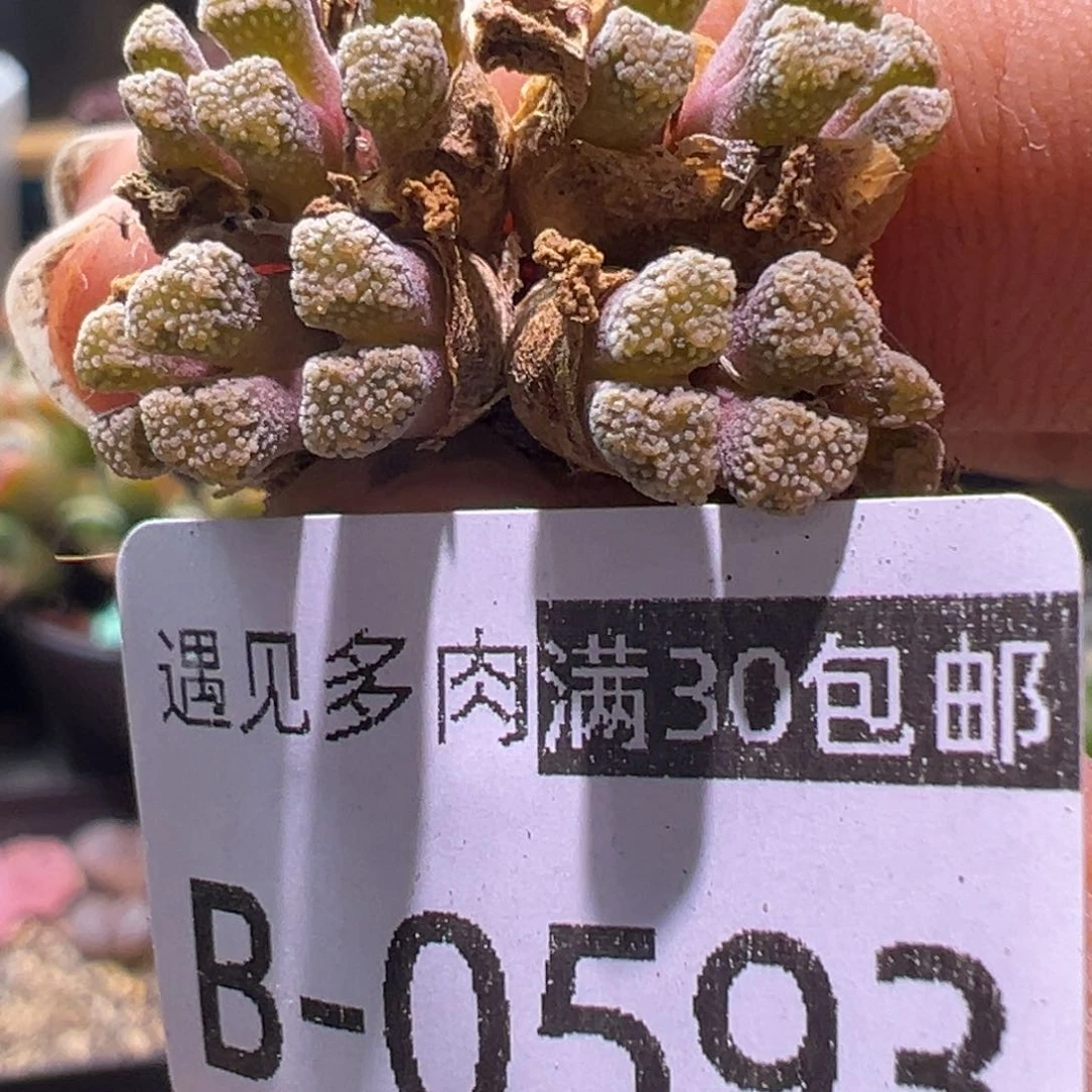 多肉植物111111111111111