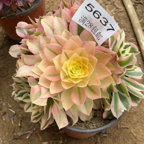 白凤多肉多肉5637