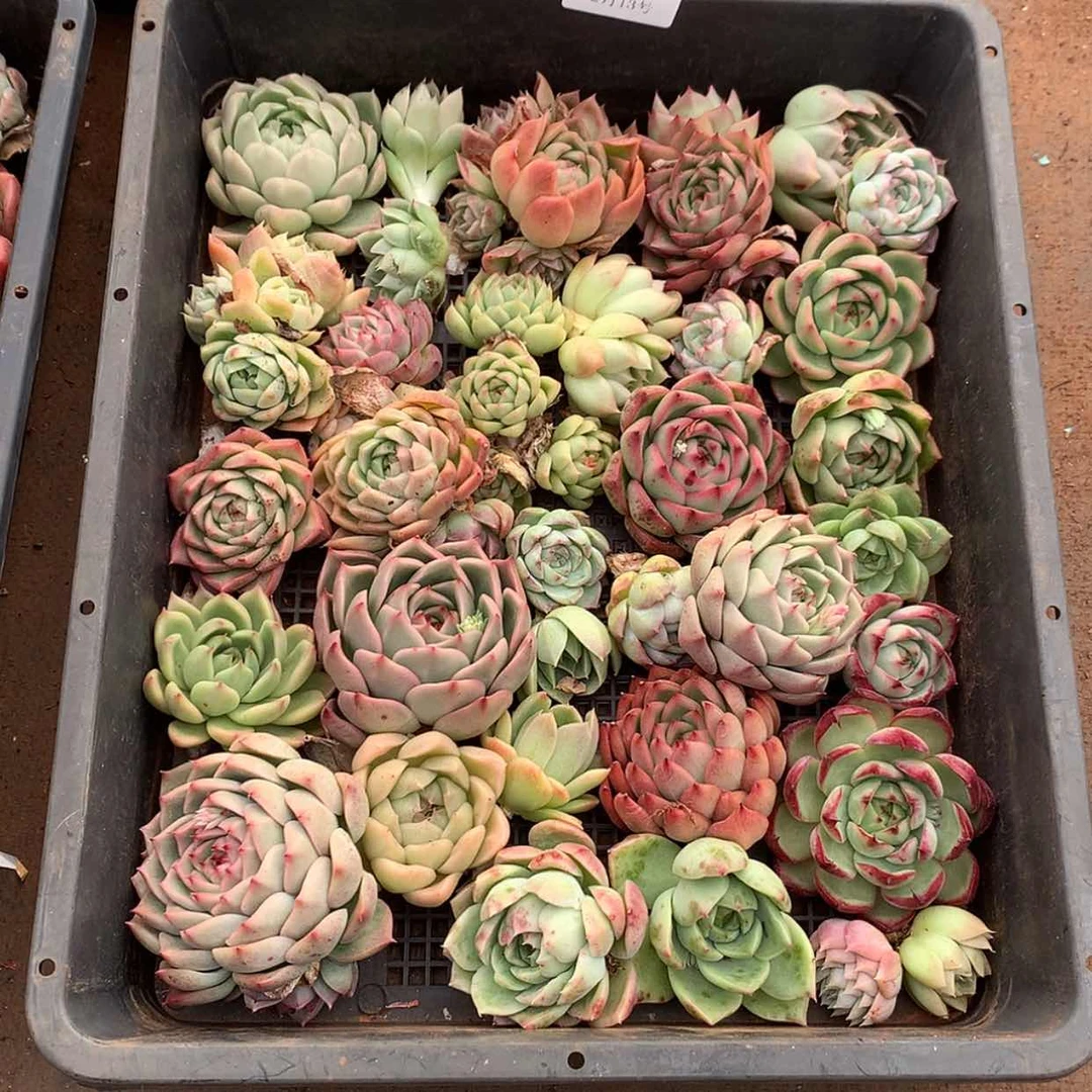 【闪购商品】云15号一整框，根系不好