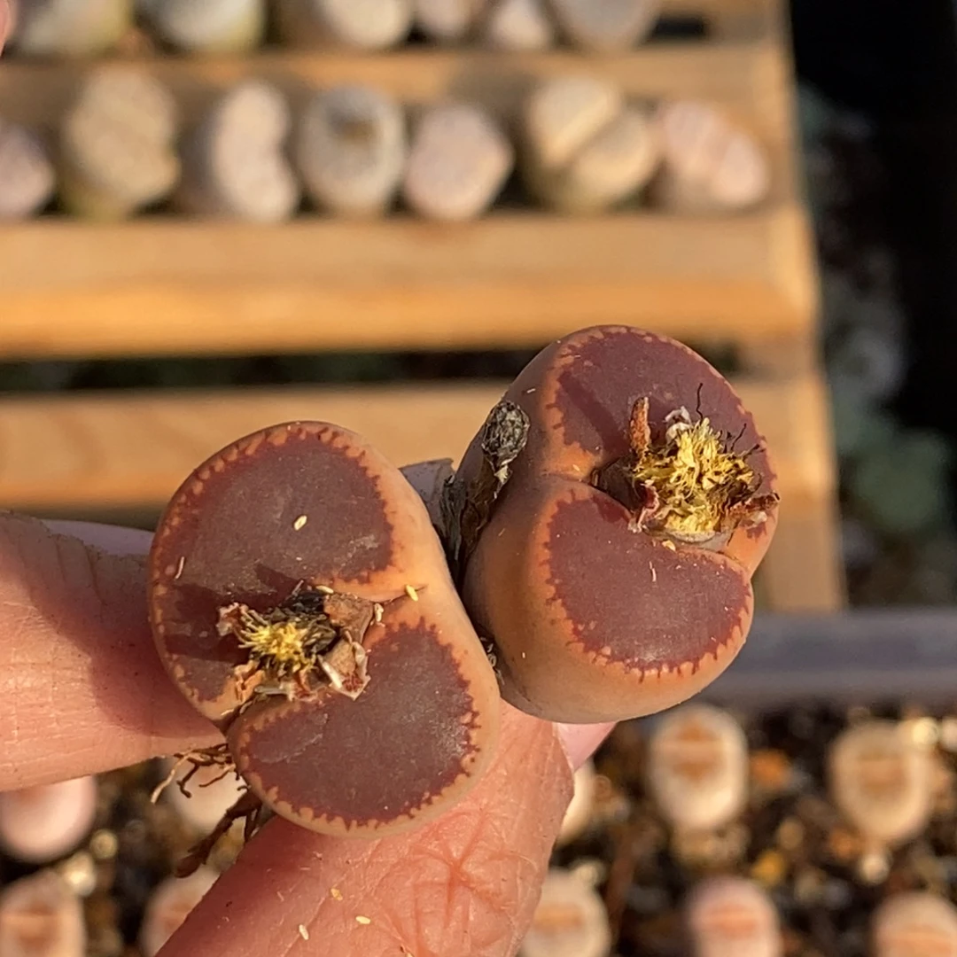 0186 双头大窗日轮玉