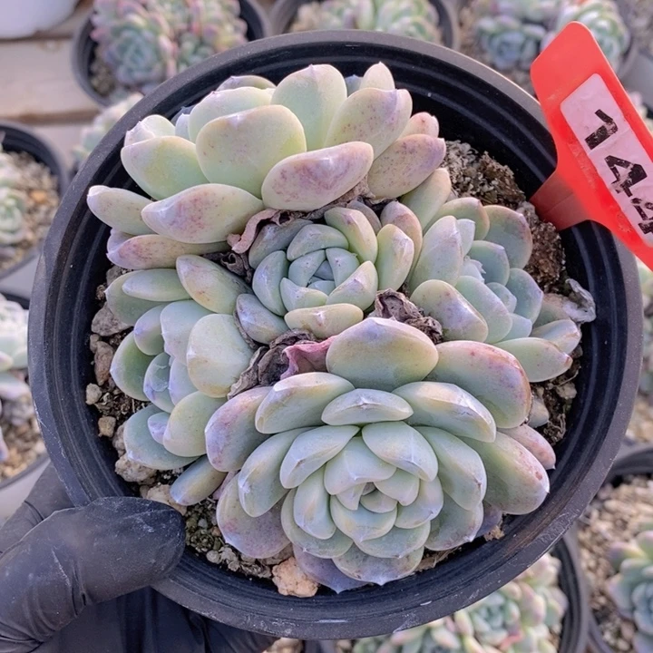 144号冰玉群，15盆口