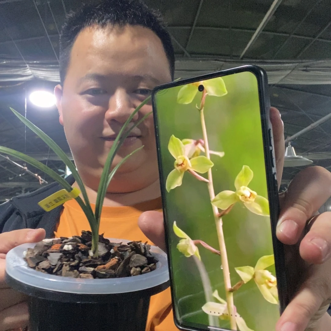 当前无花栽培后可以开花章熙义仙 01