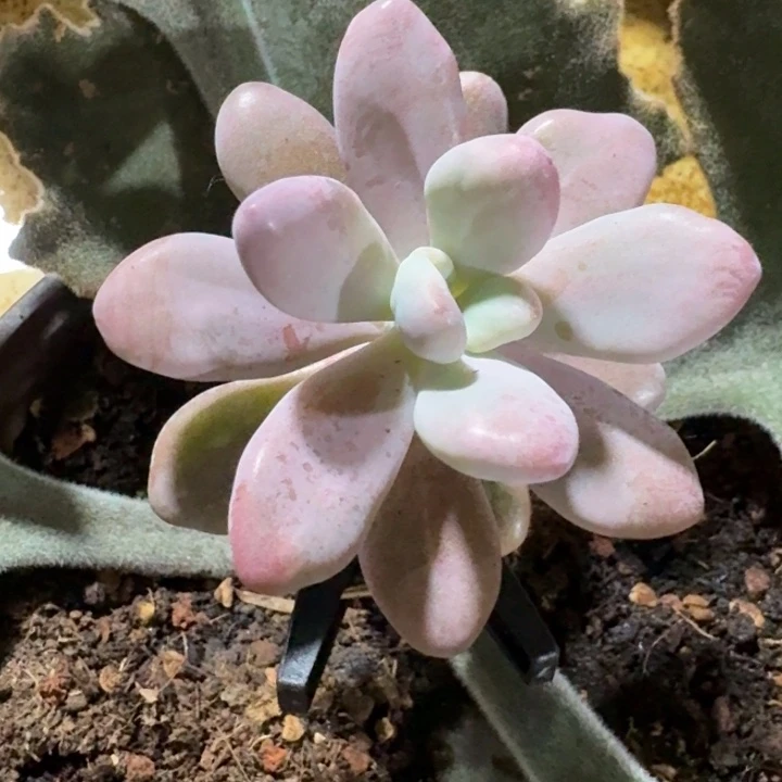 桃蛋拉丝锦一物一拍