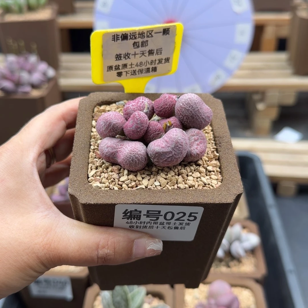 025夏娃多肉植物