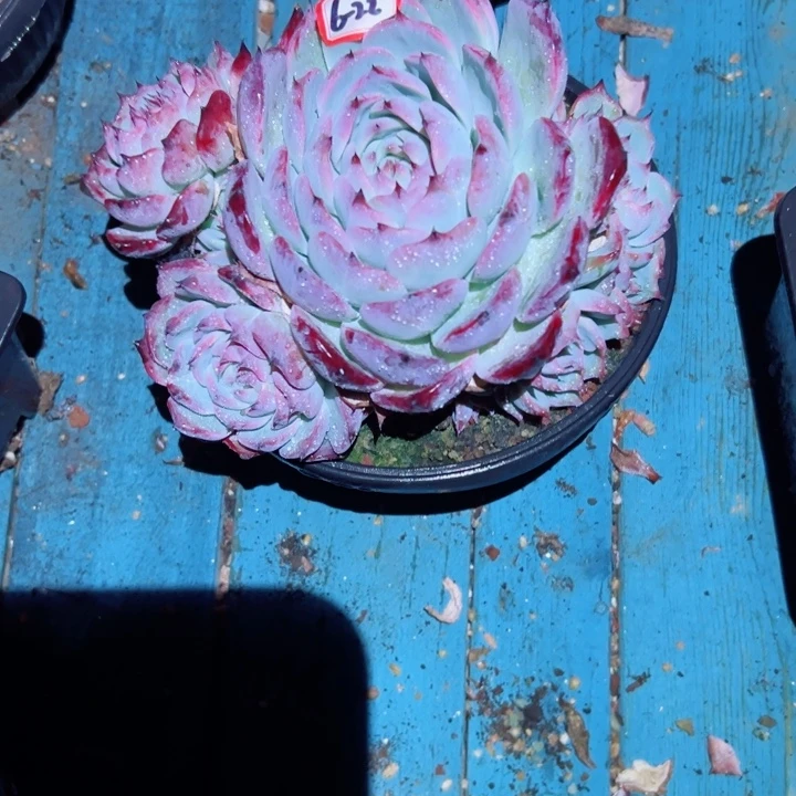 小***灰精品多肉植物老桩