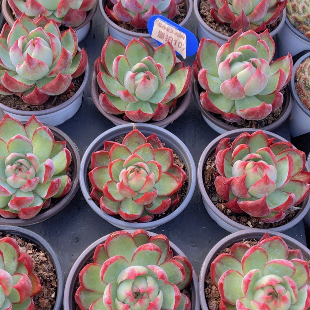 量拍107号 惊鸿仙子单头一个