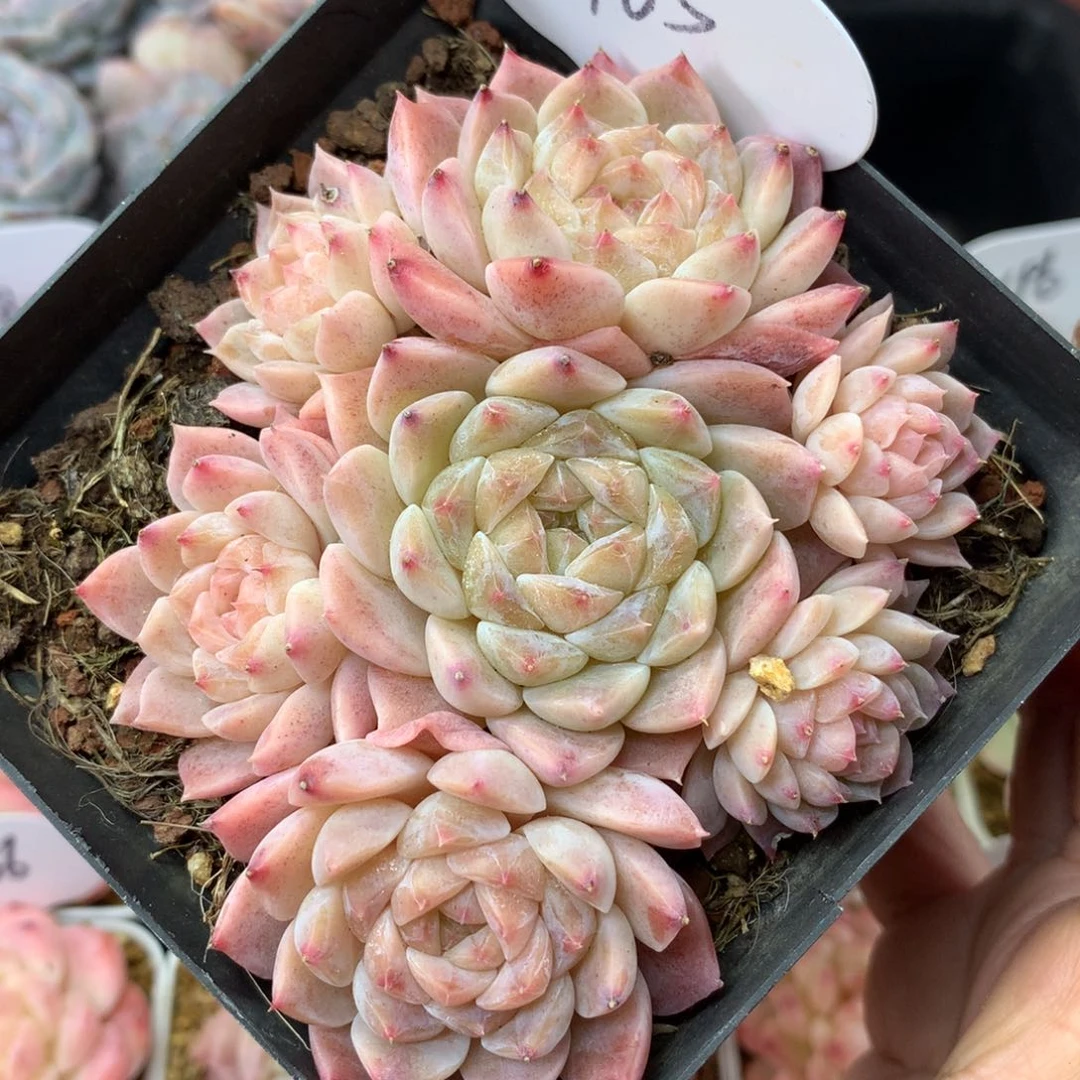 琉璃心冰魄无砍捧花群165