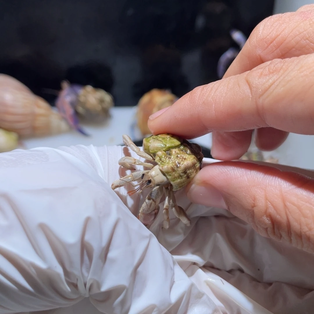 K4 紫陆粉蓝桔色1.1口再生足