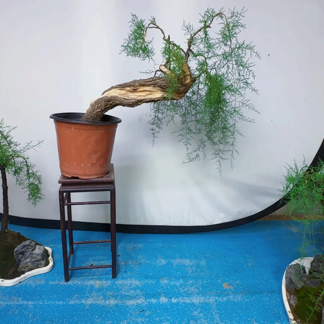 童***哥无花朵三春柳柽柳带盆包邮