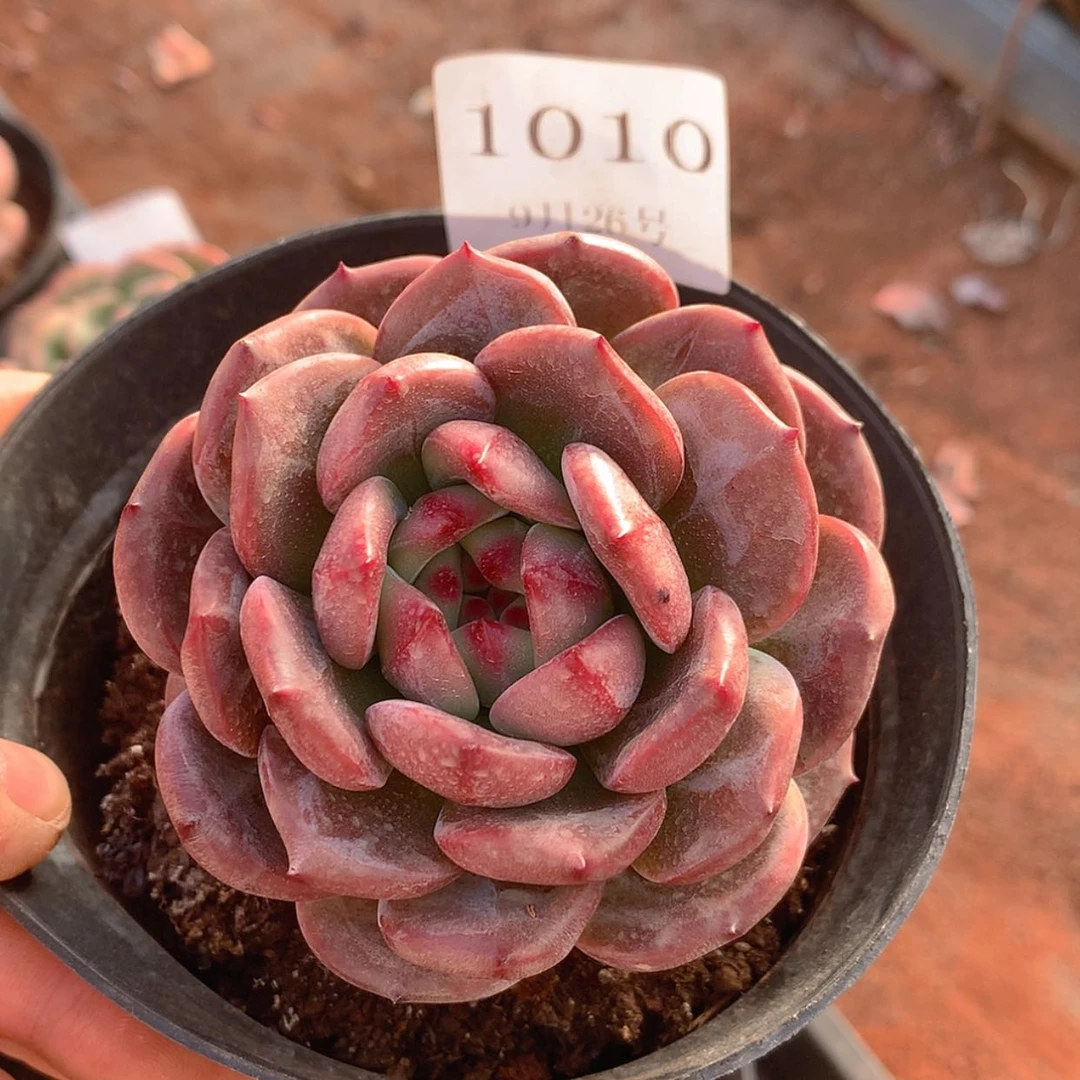 【闪购商品】云1010号七厘米